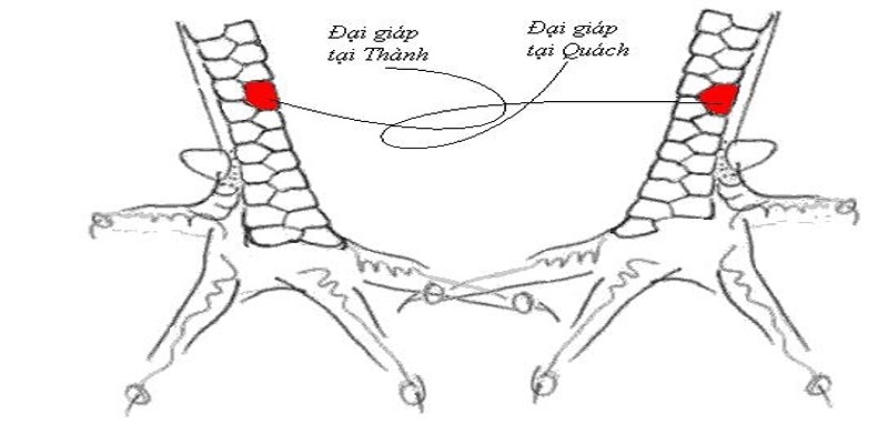 Phân tích về kỹ thuật của vảy gà phủ địa