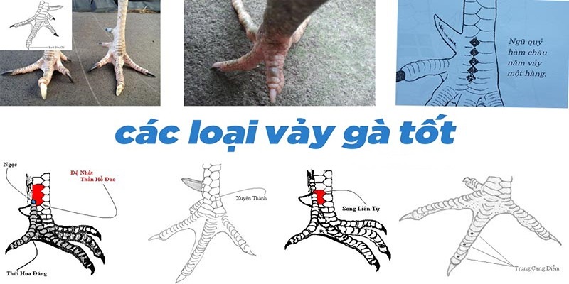 Top 3 vảy gà phủ địa phổ biến